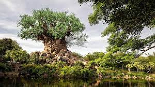 Disney USA: 15 Vip
