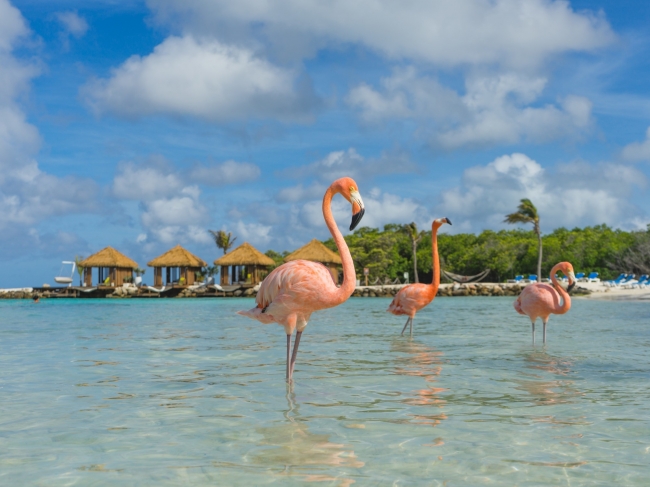Conoc Aruba, la isla feliz