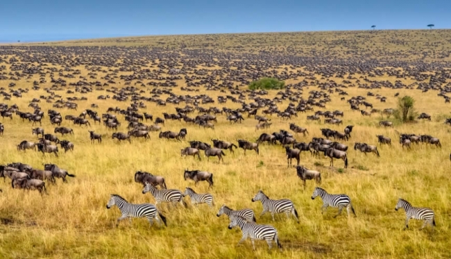 Descubre frica