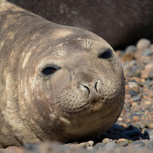 Puerto Madryn Areo