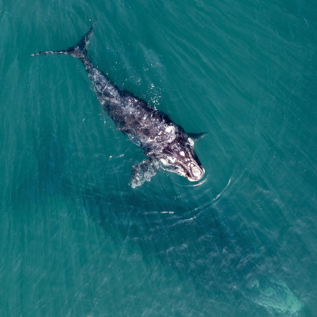 Puerto Madryn Areo