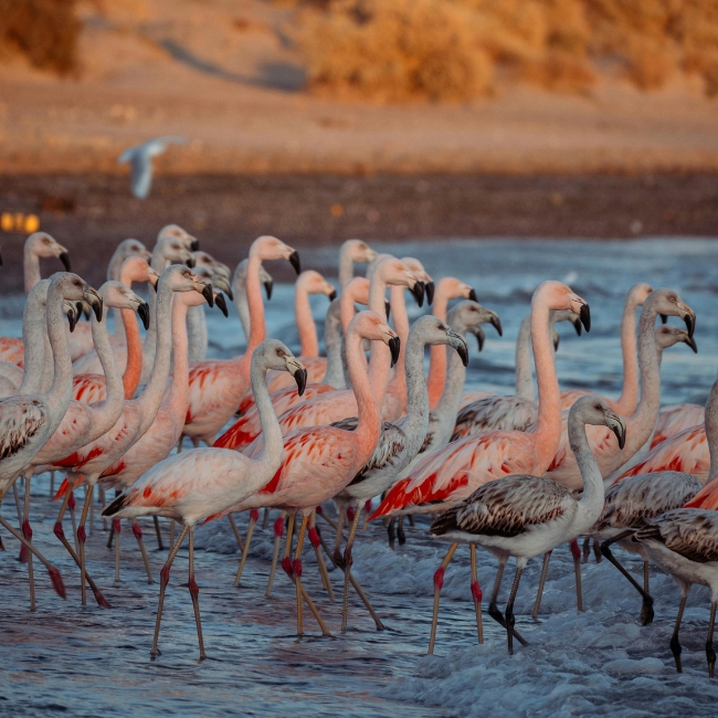 Puerto Madryn Areo