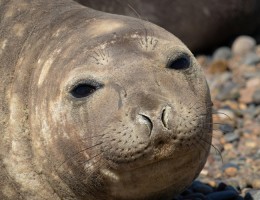 Puerto Madryn Areo